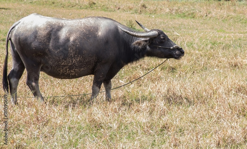 buffaloin farm