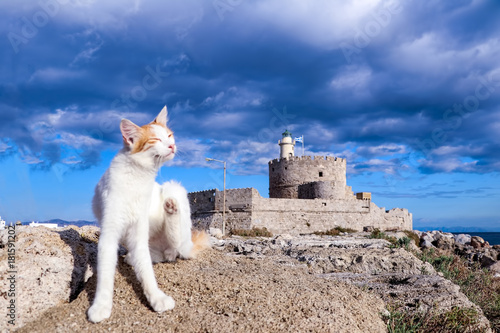 Rodos Kedisi