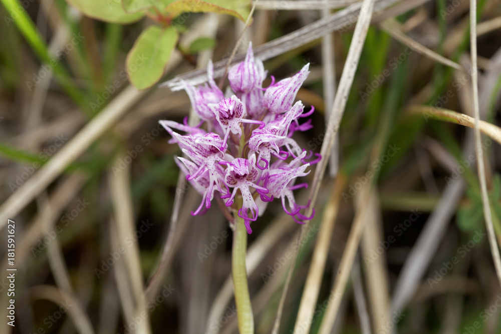 Flower of the Monkey orchid (Orchis simia) Flower of the Monkey orchid (Orchis simia)