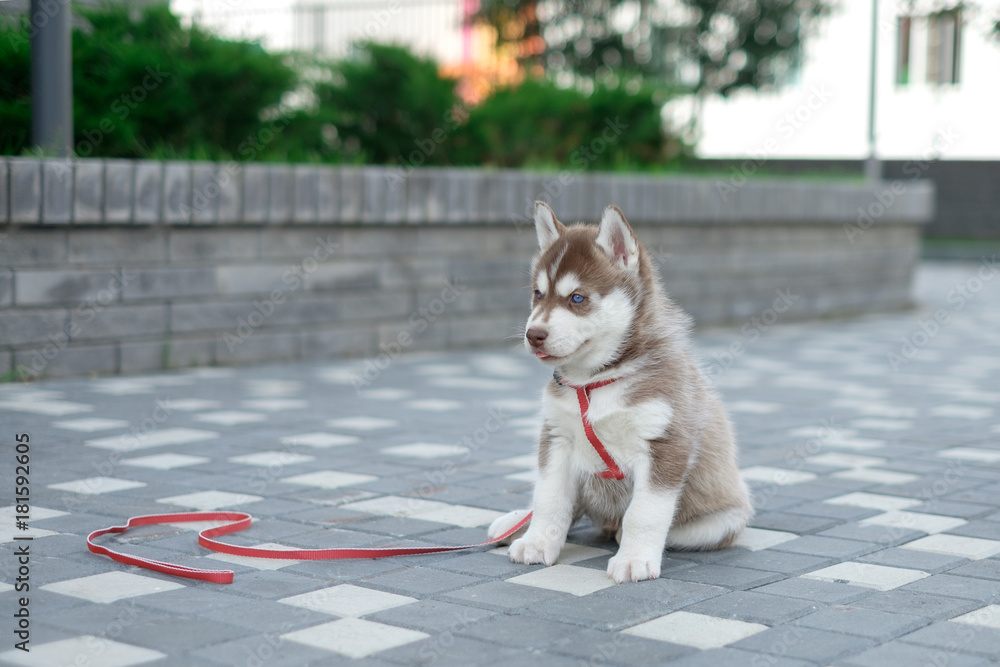 Puppy dog husky is waiting on the street, with copy space for text, lonely love concept.