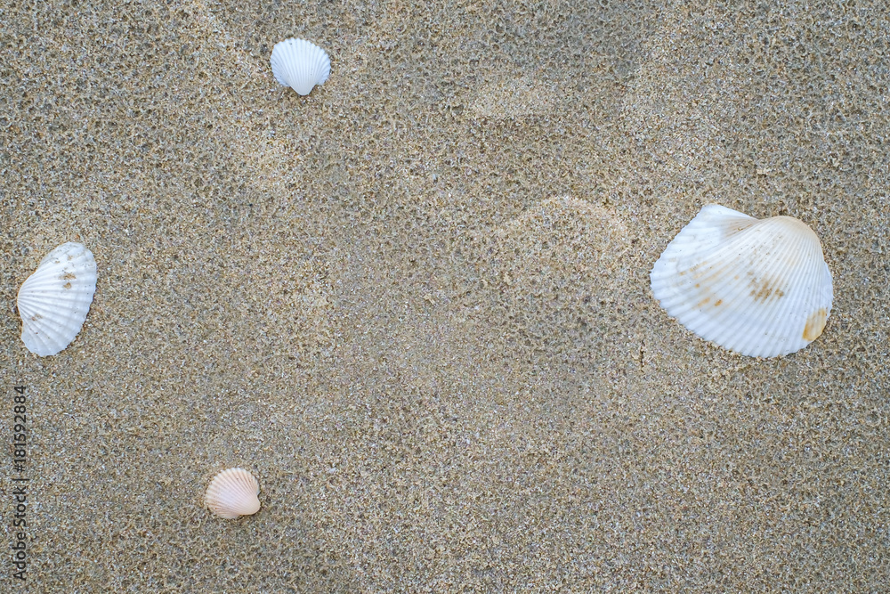 Texture of sandy beach with sea shell, seascape and summer beach concept Texture of sandy beach with sea shell, seascape and summer beach concept