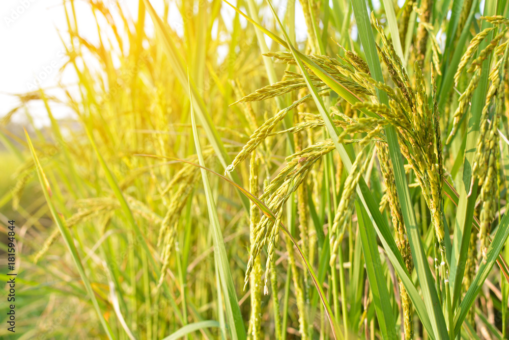 Green rice on field, selective and soft focus Green rice on field, selective and soft focus