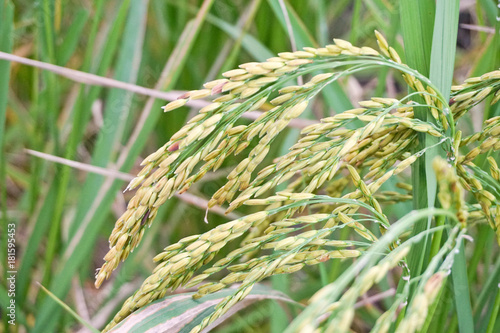 close up of yellow green rice field(paddy)