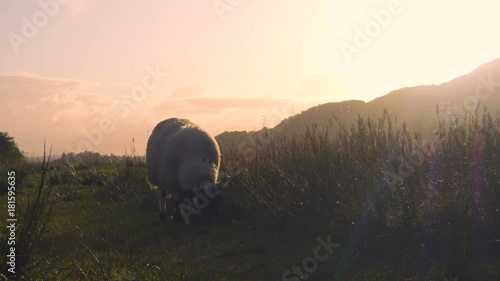 Sheep in a field near Loch Awe and Kilchurn Castle in Scotland at Sunset
