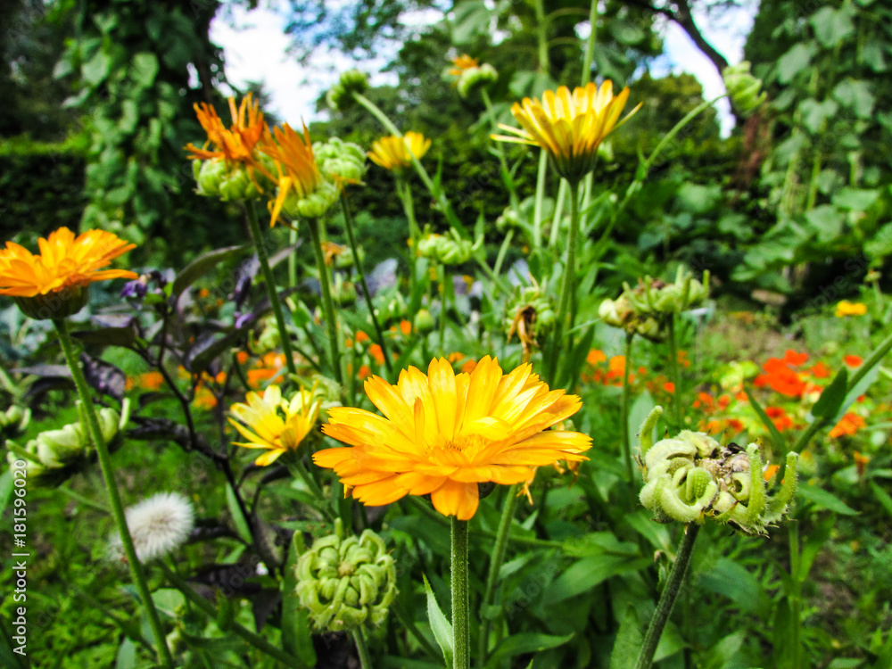 Flores no Jardim Flores no Jardim