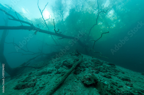 Underwater tree in a small German lake