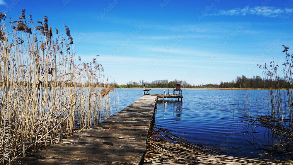 Naklejka premium Alksnas