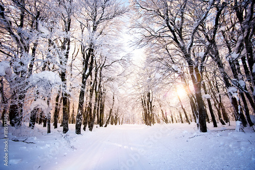 Paysage d'arbres sous la neige © Chlorophylle