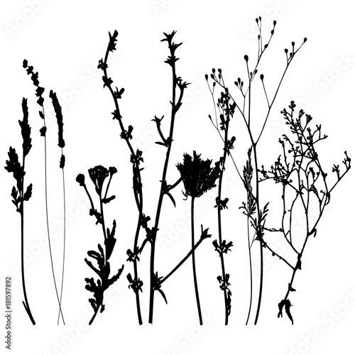 Meadow grasses, herbs and flowers outlines.