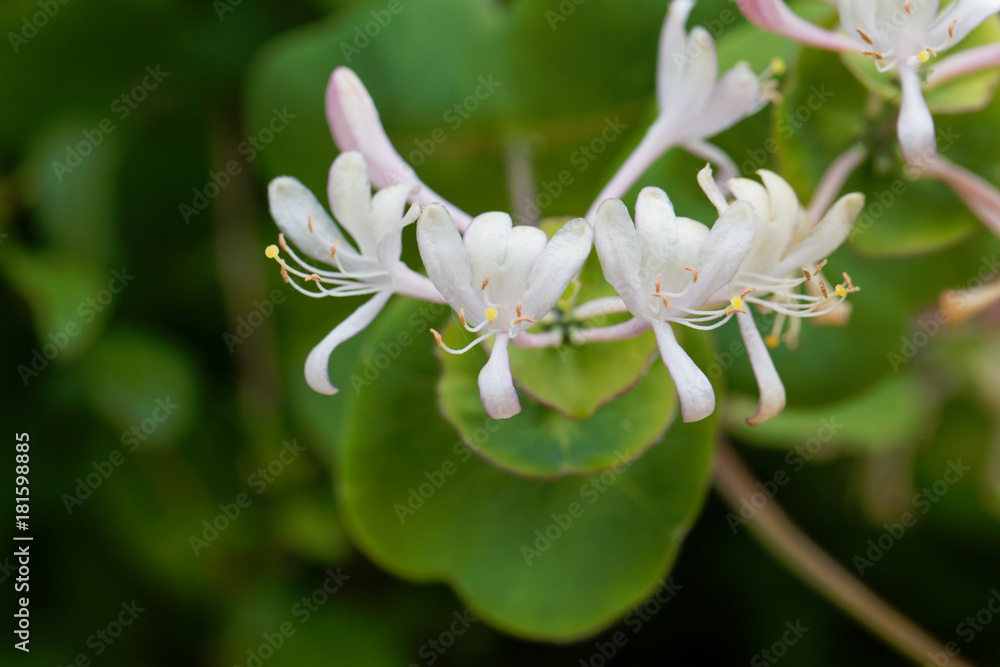 Fototapeta premium Etruscan honeysuckle (Lonicera etrusca)