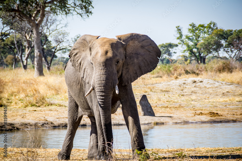 Obraz premium Big elefant frontal