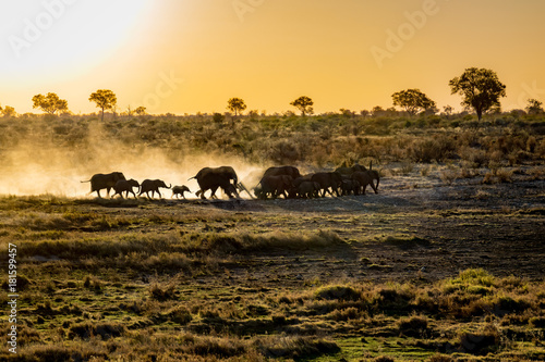 Elefants at sunset