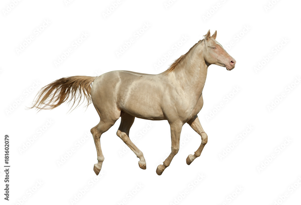 Cremello stallion galloping