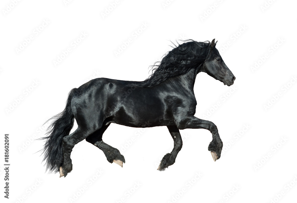 Frisian horse on a white Frisian horse on a white