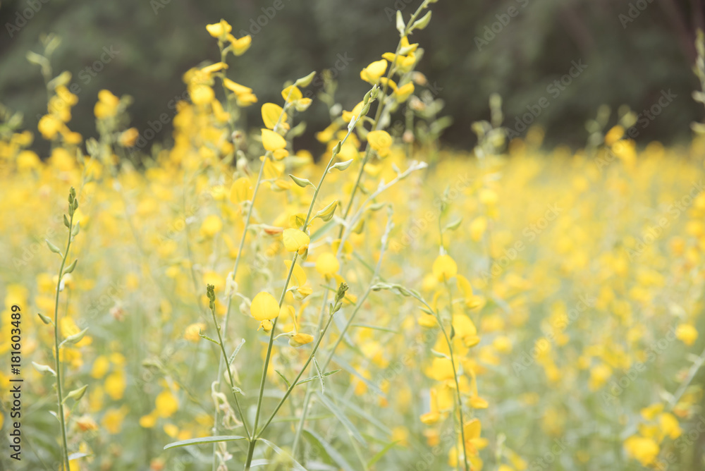 flower and leaf on blurred yellow background