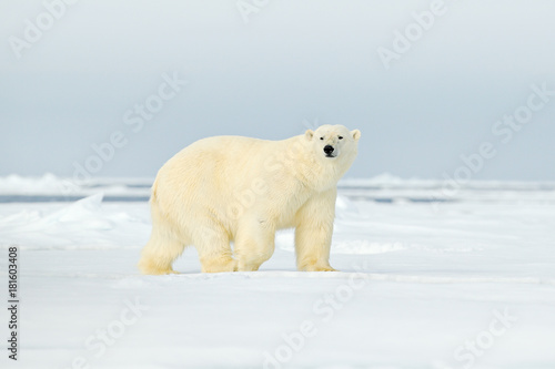Polar bear on drift ice edge with snow a water in Arctic Svalbard. White animal in the nature habitat, Norway. Wildlife scene from Norway nature. Polar bear walking on ice, beautiful evening sky.