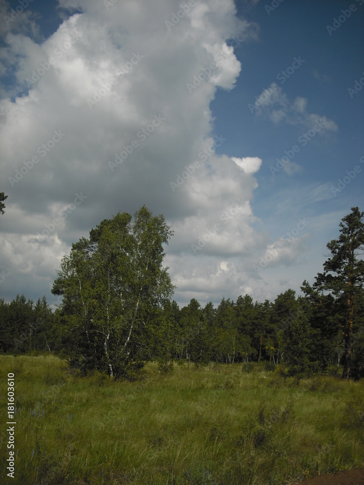 Obraz premium summer forest