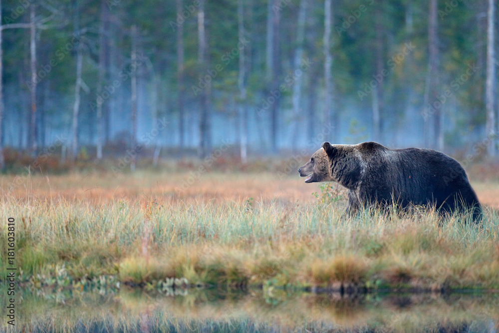 Bear hidden in yellow forest. Autumn trees with bear. Beautiful brown bear walking around lake with fall colours. Dangerous animal in nature wood, meadow habitat. Wildlife habitat from Finland. Bear hidden in yellow forest. Autumn trees with bear. Beautiful brown bear walking around lake with fall colours. Dangerous animal in nature wood, meadow habitat. Wildlife habitat from Finland.