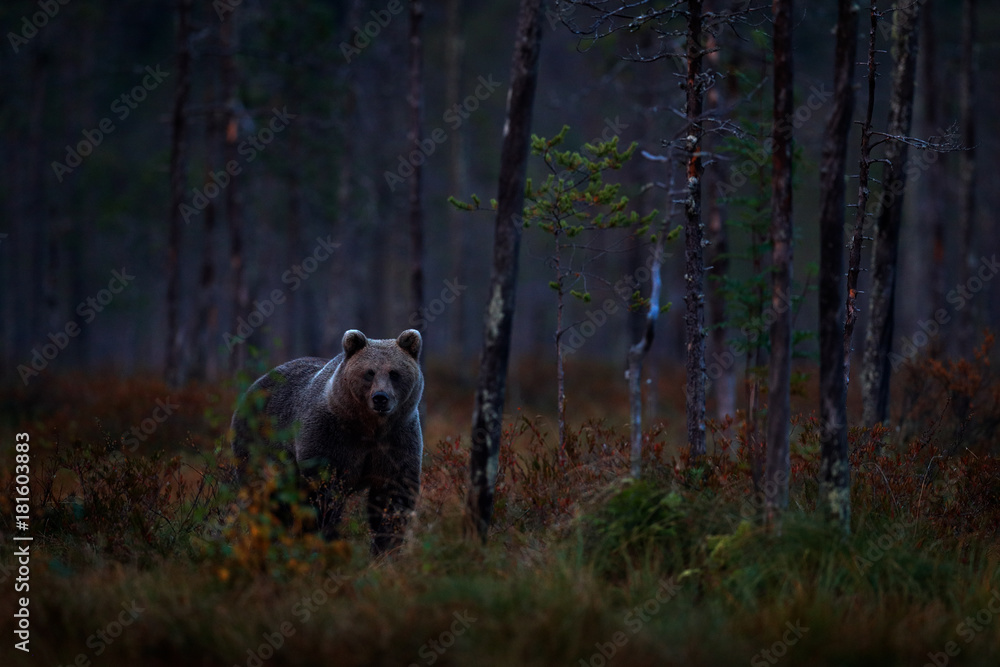 Fototapeta premium Autumn trees with bear. Night nature Bear hidden in forest. Beautiful brown bear walking around lake with fall colours. Dangerous animal, dark fog wood, meadow habitat. Wildlife habitat from Finland.