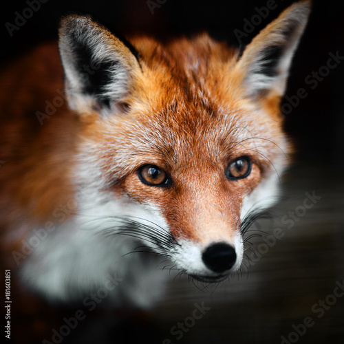 Portrait of a red fox male, vulpes vulpes. © Baranov