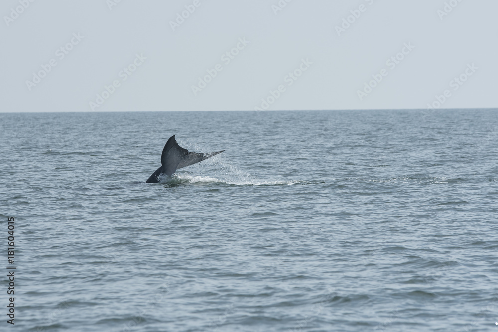 Naklejka premium Bryde's whale, Whale in gulf of Thailand..