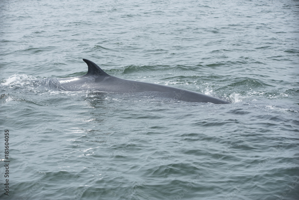 Naklejka premium Bryde's whale, Whale in gulf of Thailand..