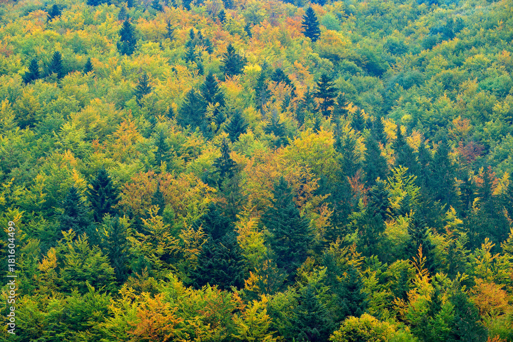 Yellow trees. Autumn forest, many trees in hills, orange oak, yellow birch, green spruce, Mala Fatra mountain, Slovakia. Beautiful fall landscape. Wood with colours tree. Rainy day in forest with fog.