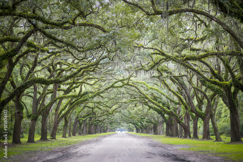 Quiet southern country road lined with oak trees with overhanging branches dripping with Spanish moss