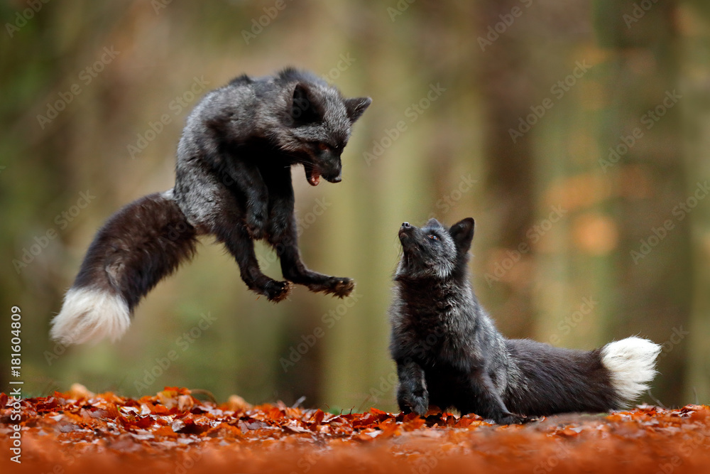 Black silver fox. Two red fox playing in autumn forest. Animal jump in fall  wood. Wildlife scene from tropic wild nature. Pair of mammals fight. Stock  Photo | Adobe Stock