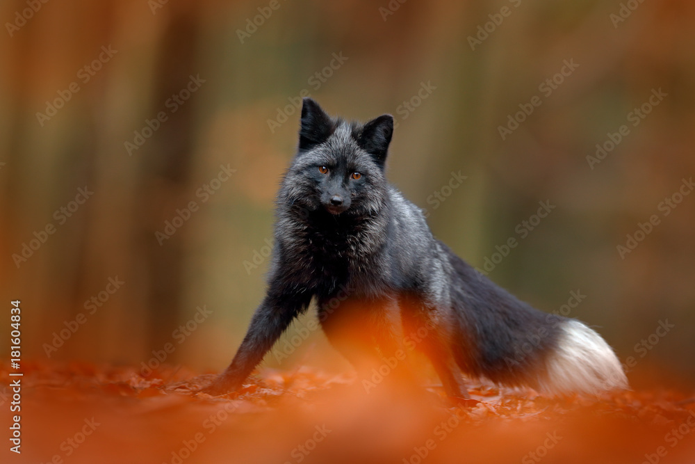 Black silver fox, rare form. Dark red fox playing in autumn forest. Animal  jump in fall
