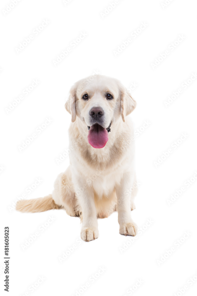portrait of a golden retriever on a white background portrait of a golden retriever on a white background