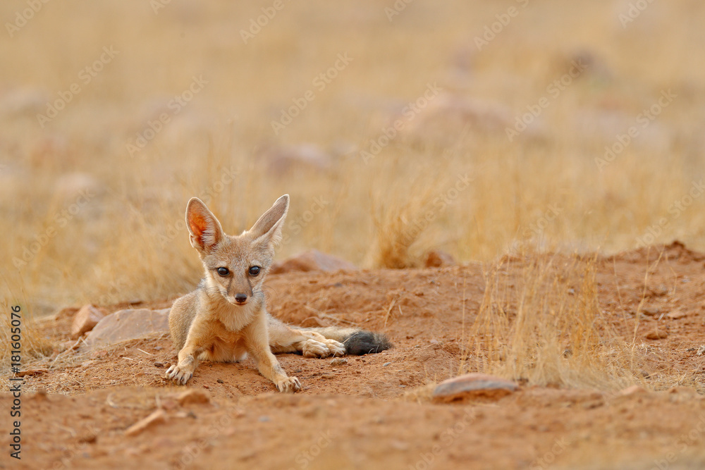 Indian Fox, Vulpes bengalensis, Ranthambore National Park, India. Wild  animal in nature habitat. Fox near nest ground hole. Wildlife Asia. Wild  dog with big ears. Dry season in India. Bengal Fox. Stock
