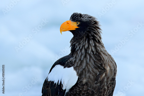 Portrait Steller s sea eagle  Haliaeetus pelagicus  bird with white snow  Hokkaido  Japan. Wildlife action behaviour scene from nature. Eagle on ice. Winter Japan with snow. Widlife Japan  close-up.