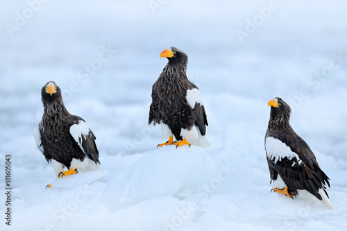 Three eagles on ice. Widlife Japan. Steller's sea eagle, Haliaeetus pelagicus, bird with catch fish, with white snow, Hokkaido, Japan. Winter Japan, snow.  Wildlife action behaviour scene from nature