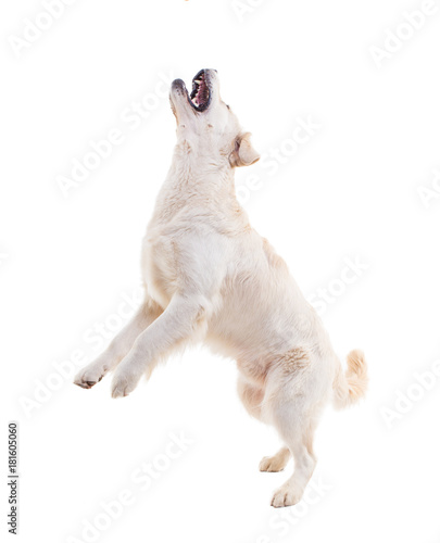 golden retriever jumping against a white background