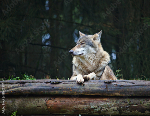 Wolf resting on top of two decaying logs © Harald
