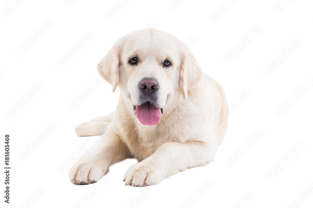 portrait of a golden retriever on a white background portrait of a golden retriever on a white background