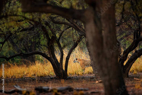 Tiger hidden walking in old dry forest. Indian tiger first rain, wild danger animal in the nature habitat, Ranthambore, India. Big cat, endangered animal, nice fur coat. End of dry season, monsoon.