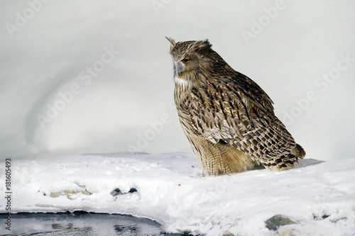 Blakiston's fish owl, Bubo blakistoni, largest living species of owl, fish owl, eagle owl. Bird hunting in cold water. Wildlife scene, winter Hokkaido, Japan. River bird with open wings. Night bird.