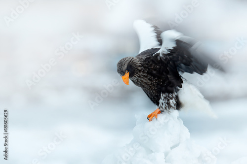 Eagle on ice. Winter Japan with snow. Wildlife action behaviour scene from nature. Widlife Japan. Steller's sea eagle, Haliaeetus pelagicus, bird with catch fish, with white snow, Hokkaido, Japan.