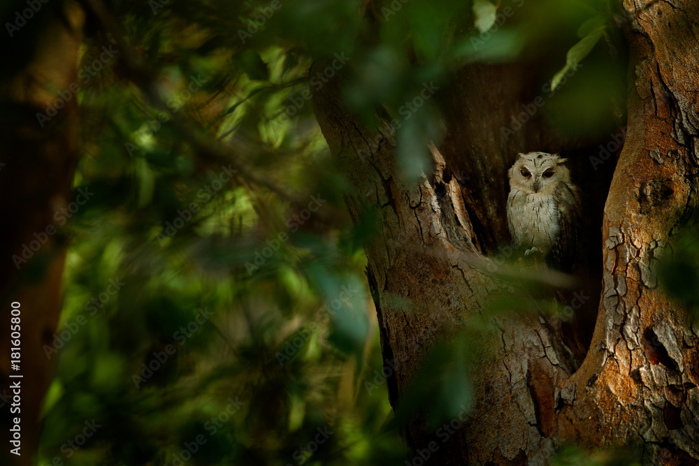 Indian scops owl, Otus bakkamoena, rare bird from Asia. Malaysia beautiful owl in the nature forest habitat. Bird from India. Fish owl sitting on tree in the dark green tropic forest. Night owl image Indian scops owl, Otus bakkamoena, rare bird from Asia. Malaysia beautiful owl in the nature forest habitat. Bird from India. Fish owl sitting on tree in the dark green tropic forest. Night owl image