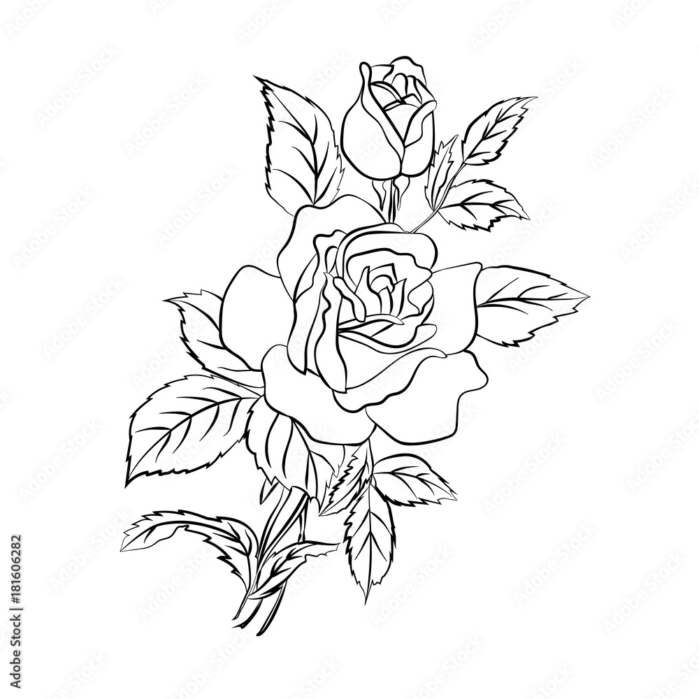 Obraz premium Rose sketch on white background