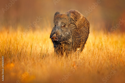 Autumn in the forest. Big Wild boar, Sus scrofa, running in the grass meadow, red autumn forest in background. Wildlife scene from nature. Wild pig in grass meadow, animal running, Czech Republic photo