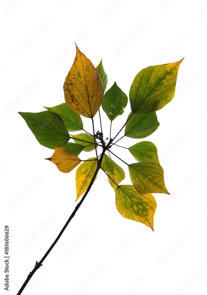 Obraz premium The leaves