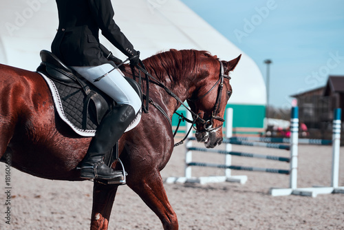 Dressage horse. A close up view of a horse in competition race