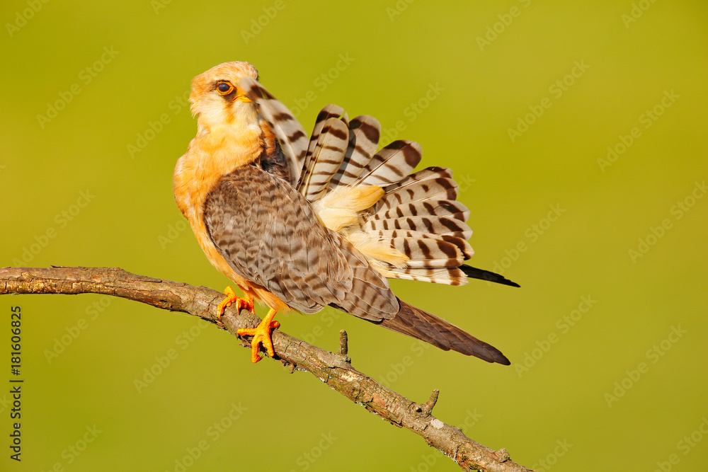 Fototapeta premium Bird cleaning tail plumage. Red-footed Falcon, Falco vespertinus, bird sitting on branch with clear green background, cleaning plumage, feather in the bill, animal in the nature habitat, Hungary.