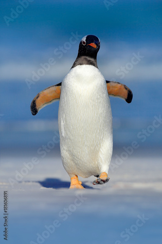 Bird in the water, white sand beach. Gentoo penguin jumps out of the blue water while swimming through the ocean in Falkland Island, bird in the nature sea habitat.  Wildlife scene in the nature.