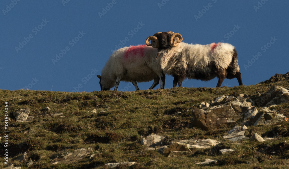 Obraz premium Ram and Ewe