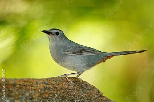 Gray catbird, Dumetella carolinensis, birdwatching in Central America. Wildlife scene from nature, Belize. Grey bird in the nature habitat. Tanager sitting on the green palm tree. Forest animal.