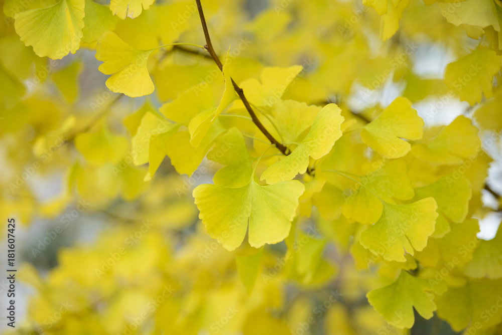Ginkgo leaves in autumn background Ginkgo leaves in autumn background
